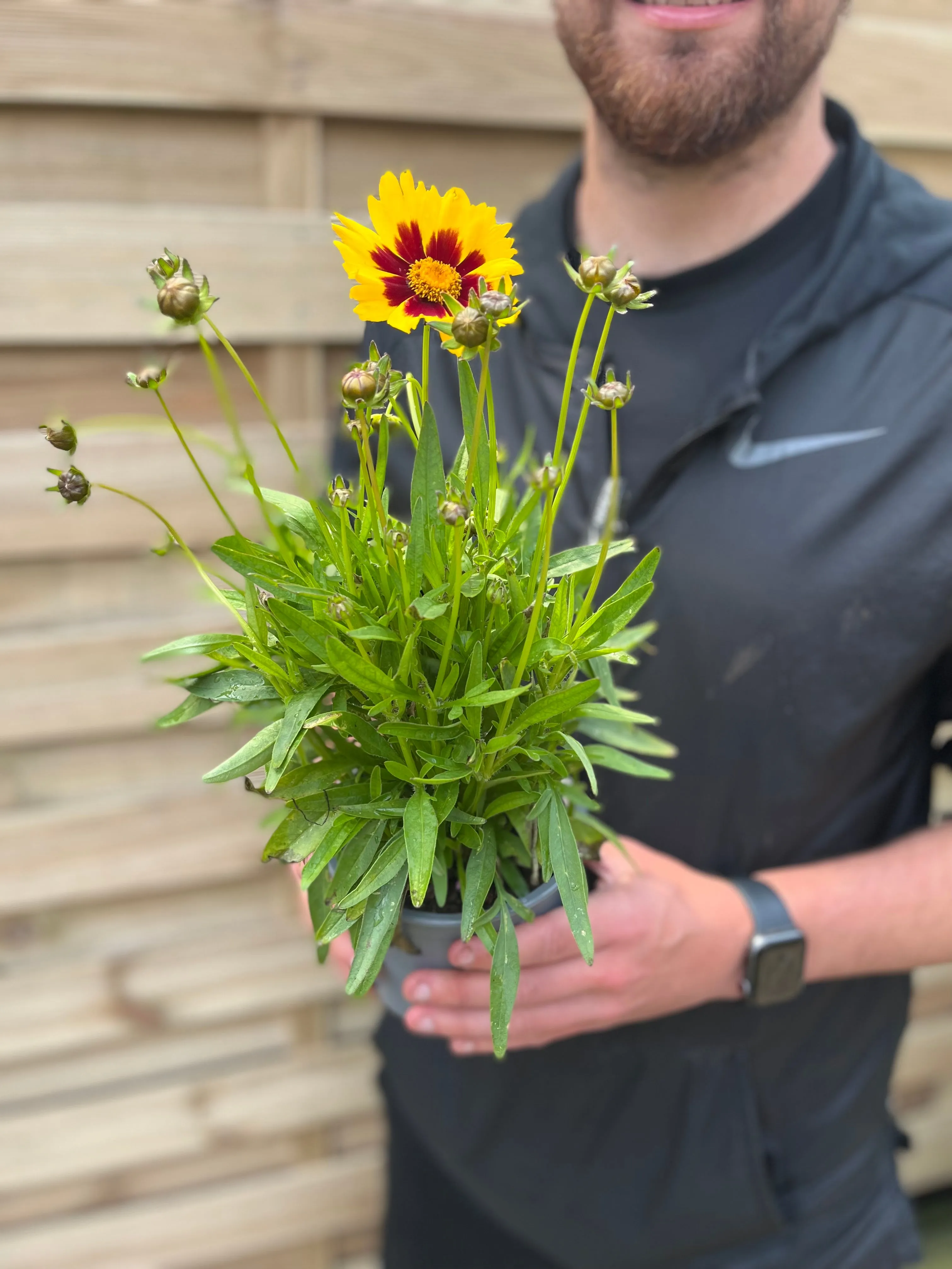 Coreopsis Sunkiss 9cm/1.5L