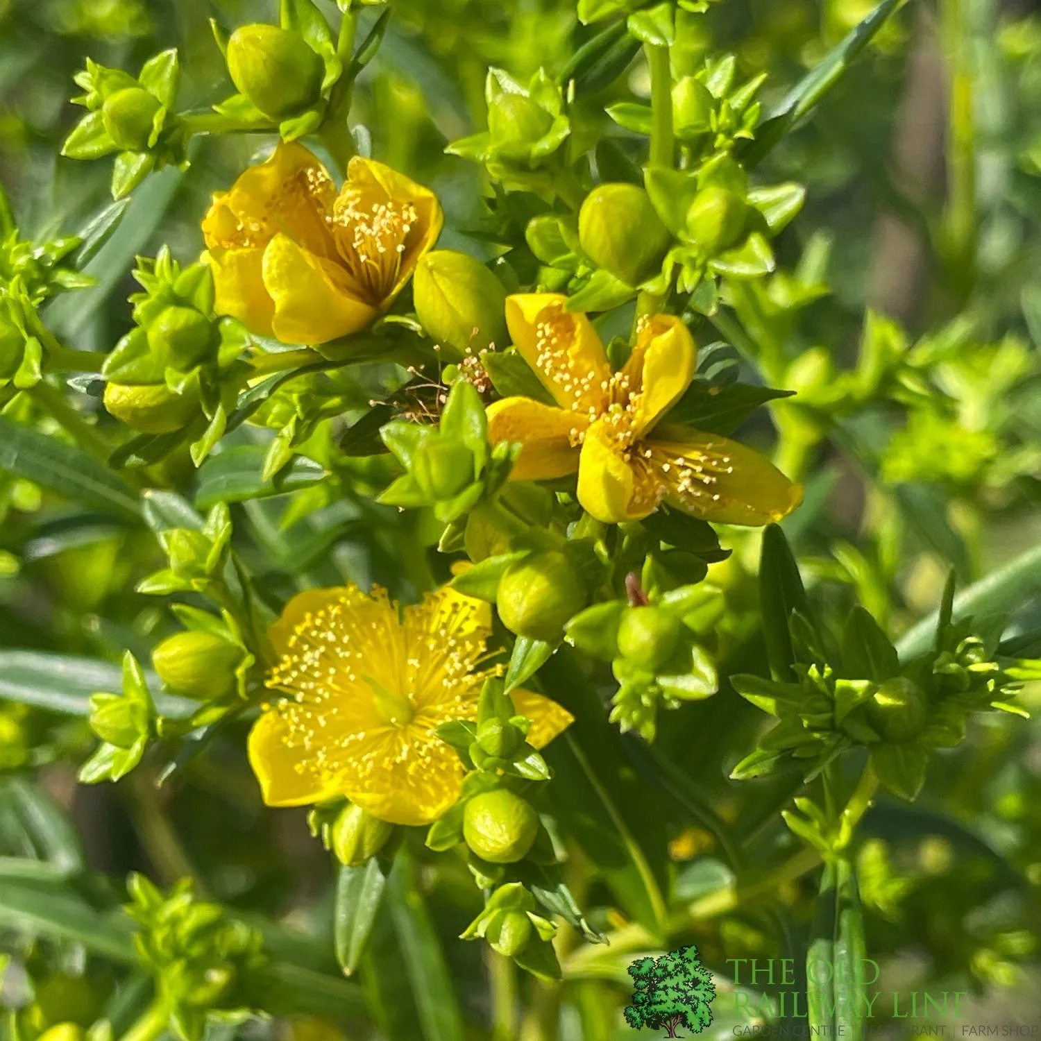 Hypericum kalmianum 'Gemo' 5Ltr Plant