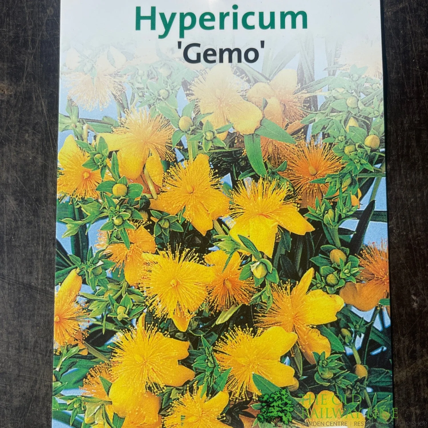 Hypericum kalmianum 'Gemo' 5Ltr Plant