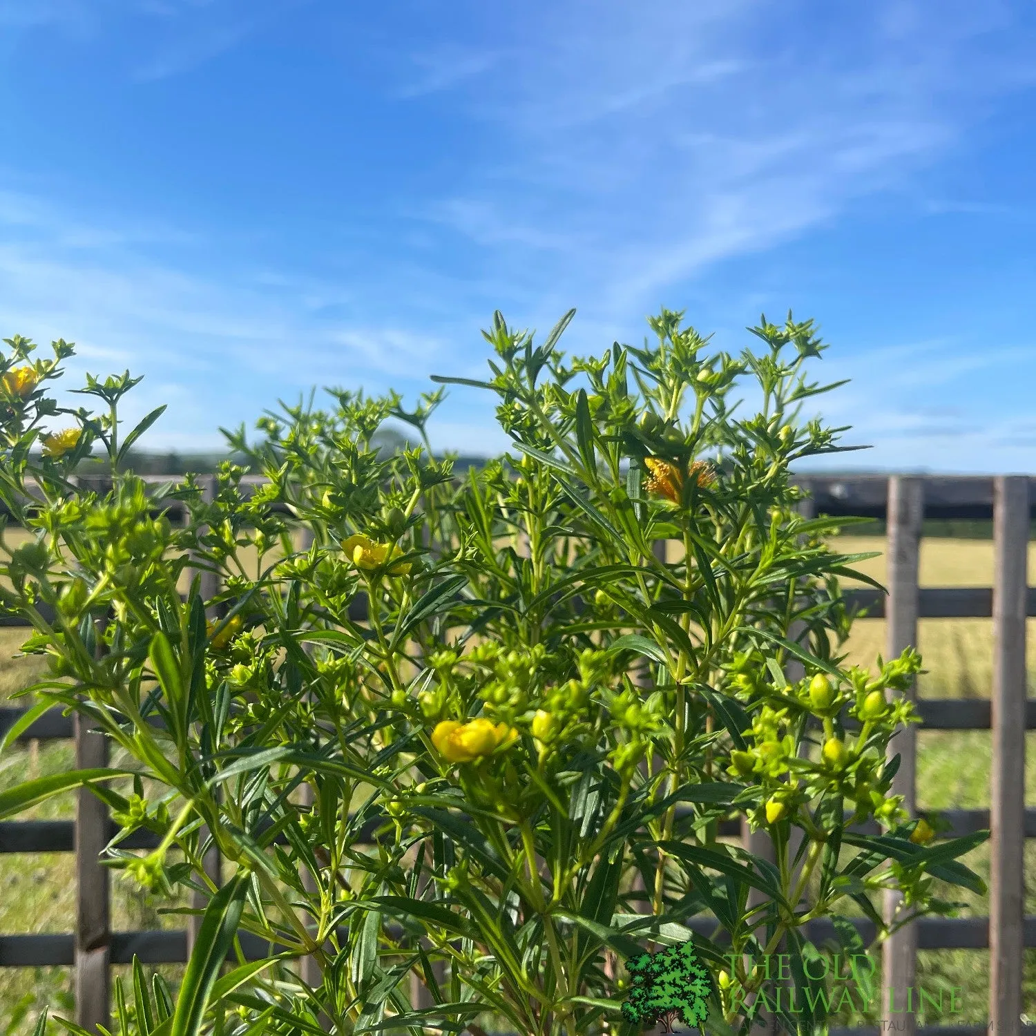 Hypericum kalmianum 'Gemo' 5Ltr Plant
