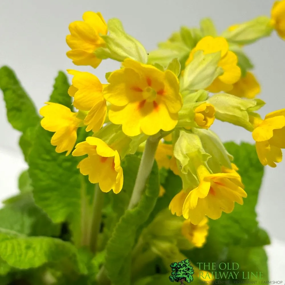 Primula veris Native Cowslip Plant 1Ltr Pot